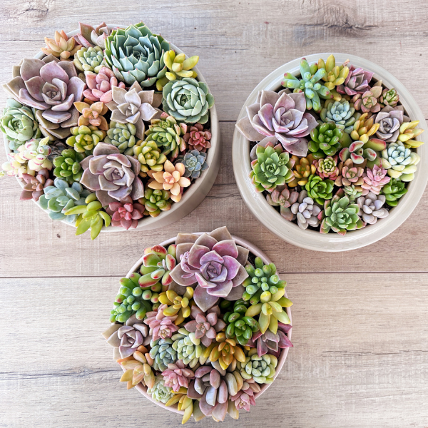 Shire Succulents_BAM.png